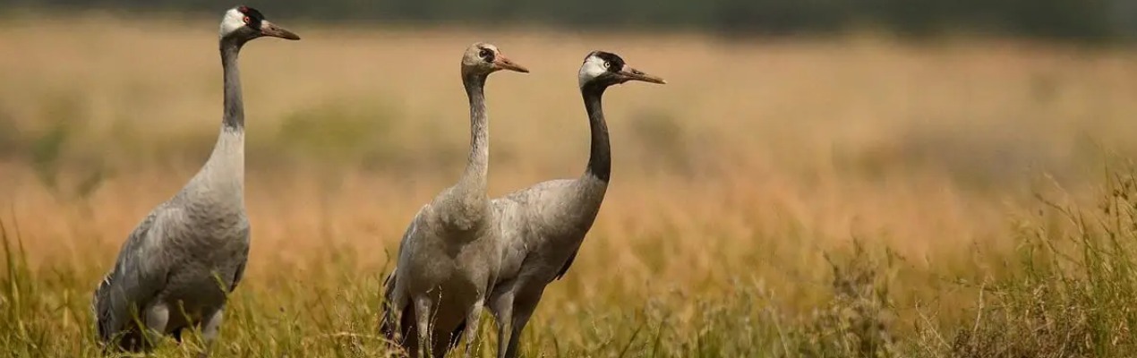 réserve naturelle arjuzanx