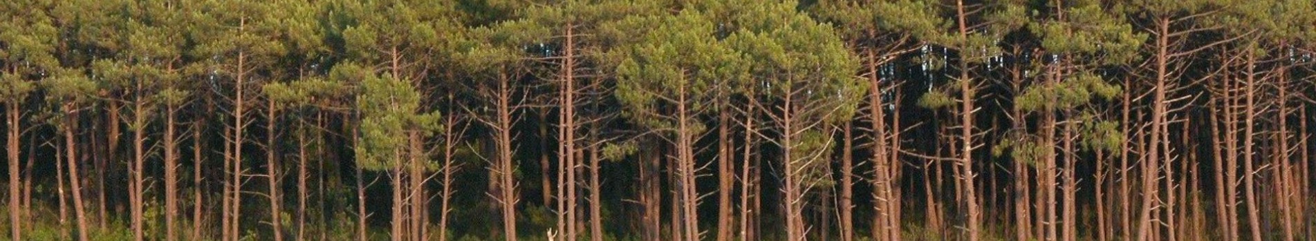 Forêt des Landes